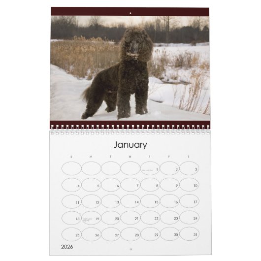 2011 Standard Poodle Calender Kalender (Jan 2026)