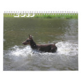 2013 Agenda van Doberman herzien februari Kalender (Hoes)