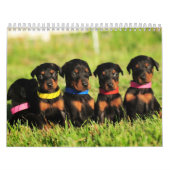 2013 Doberman Puppy Calendar Kalender (Hoes)