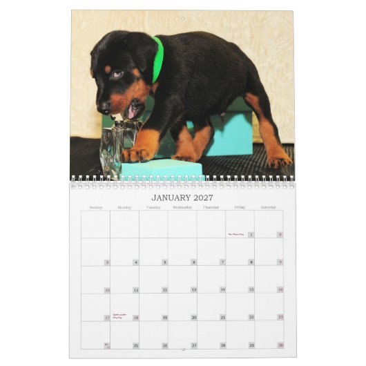 2013 Doberman Puppy Calendar Kalender (Jan 2027)