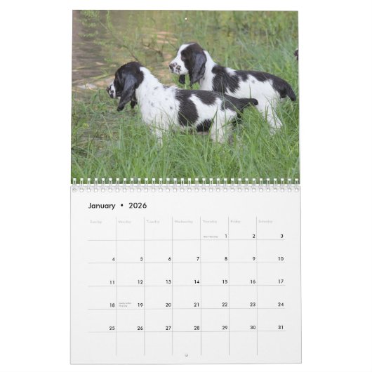 2013 Engelse Springer Spaniel Pups Kalender (Jan 2026)