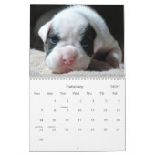 2013 White Boxer Calendar Kalender (Feb 2027)