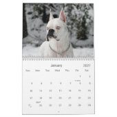 2013 White Boxer Calendar Kalender (Jan 2027)