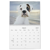 2013 White Boxer Calendar Kalender (Mar 2027)