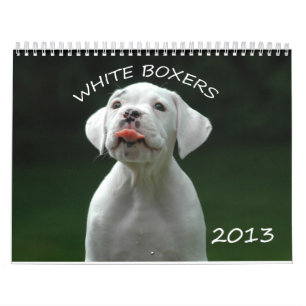 2013 White Boxer Calendar Kalender