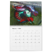 2014 Halfmoon Betta viskalender Kalender (Feb 2026)