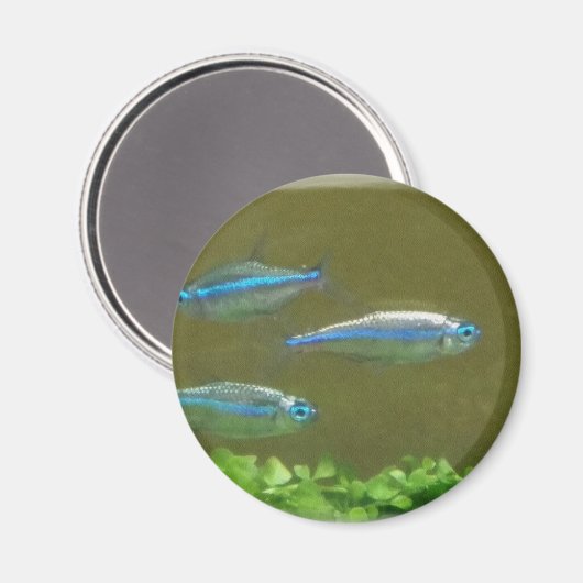 20160526_113326 MAGNEET (Voorkant / Achterkant)