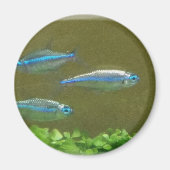 20160526_113326 MAGNEET (Voorkant)