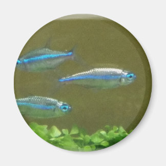 20160526_113326 MAGNEET