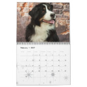 2016 Bernese Mountain Dog Calendar Kalender (Feb 2027)
