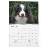 2016 Bernese Mountain Dog Calendar Kalender (Mar 2027)
