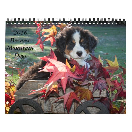 2016 Bernese Mountain Dog Calendar Kalender (Hoes)