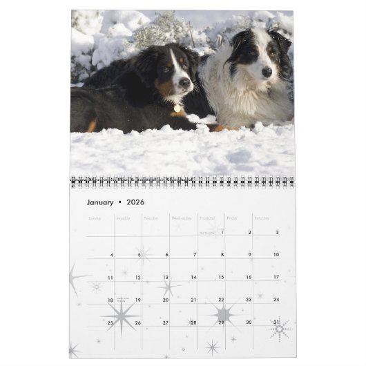 2016 Bernese Mountain Dog Calendar Kalender (Jan 2026)