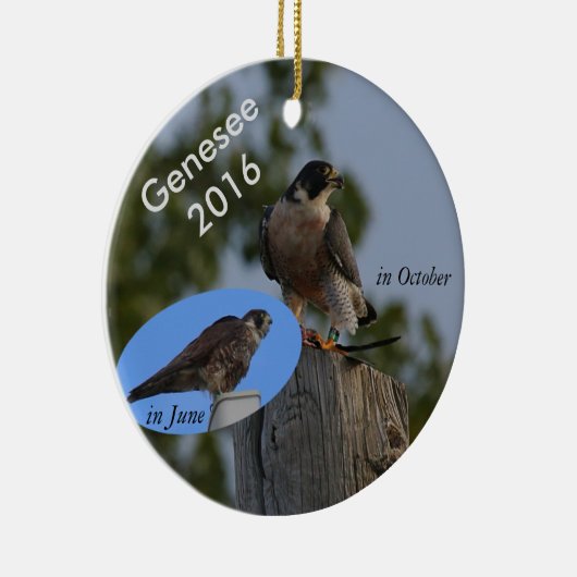 2016 Genesee Ornament - in volwassen plumage. (Rechts)