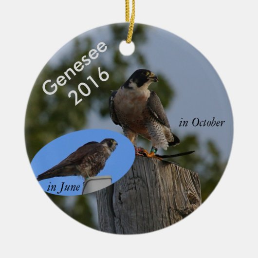 2016 Genesee Ornament - in volwassen plumage. (Voorkant)
