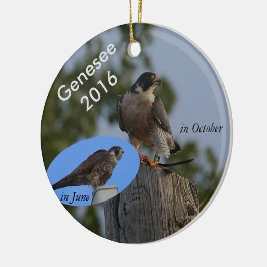 2016 Genesee Ornament - in volwassen plumage. (Links)