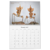 2016 Mantidforum - Mantidforum - Muurkalender met Kalender (Jan 2027)