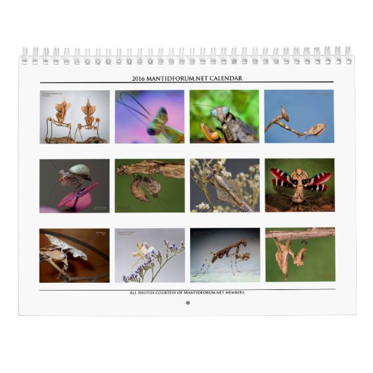 2016 Mantidforum - Mantidforum - Muurkalender met Kalender (Achterkant)