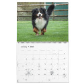 2017 Bernese Mountain Dogs Calendar Kalender (Jan 2027)