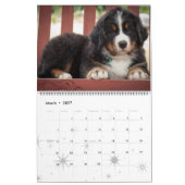 2017 Bernese Mountain Dogs Calendar Kalender (Mar 2027)
