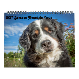 2017 Bernese Mountain Dogs Calendar Kalender