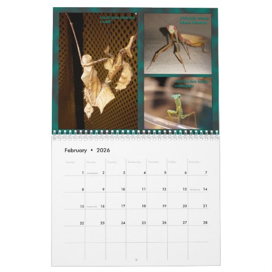 2017 Middelgrote/grote MANTIDFORUM-kalender Kalender (Feb 2026)