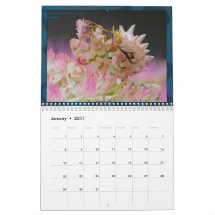 2017 Middelgrote/grote MANTIDFORUM-kalender Kalender