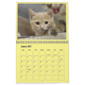 2017 Shelter Kittens Kalender (Jan 2027)