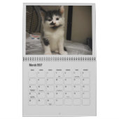 2017 Shelter Kittens Kalender (Mar 2027)