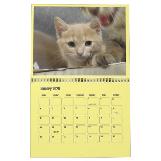 2017 Shelter Kittens Kalender (Jan 2026)