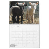 2018 NABSSAR Babydoll Southdown schaapkalender Kalender (Jan 2027)