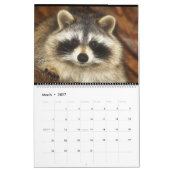 2018 Raccoons van Wilde Blue Yonder Wildlife Rescu Kalender (Mar 2027)