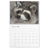 2018 Raccoons van Wilde Blue Yonder Wildlife Rescu Kalender (Jan 2027)