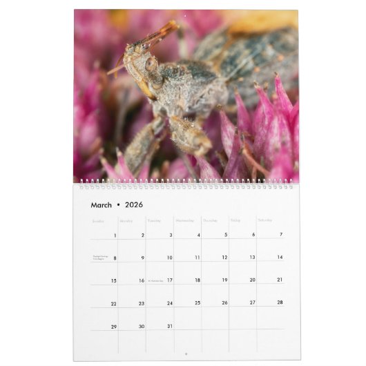 2019 Bug Eyed Beauties Macro Photography Calendar Kalender (Mar 2026)
