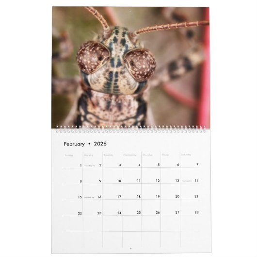 2019 Bug Eyed Beauties Macro Photography Calendar Kalender (Feb 2026)