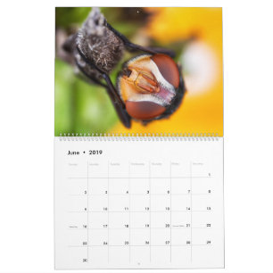 2019 Bug Eyed Beauties Macro Photography Calendar Kalender
