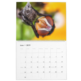 2019 Bug Eyed Beauties Macro Photography Calendar Kalender