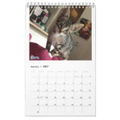 2019 Foster Kitten Agenda Kalender (Jan 2027)