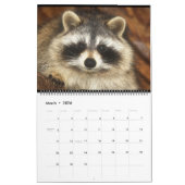 201 Raccoons van Wilde Blue Yonder Wildlife Rescue Kalender (Mar 2026)