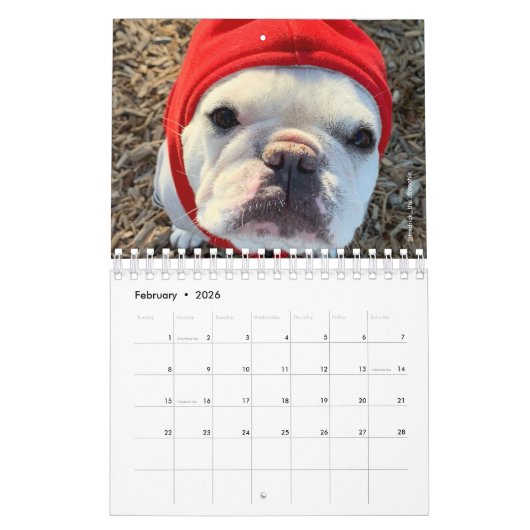 2020 French Bulldog Calendar-Fredrick the Frenchie Kalender (Feb 2026)