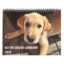 2020 Oli de Golden Labrador