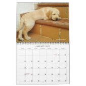 2020 Oli de Golden Labrador Puppy Kalender (Jan 2027)