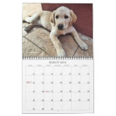 2020 Oli de Golden Labrador Puppy Kalender (Mar 2026)