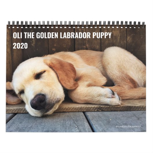 2020 Oli de Golden Labrador Puppy Kalender (Hoes)