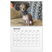 2020 Oscar de blauwe agenda van de chihuahua Kalender (Feb 2027)