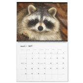 2020 Raccoons van Wilde Blue Yonder Wildlife Rescu Kalender (Mar 2027)