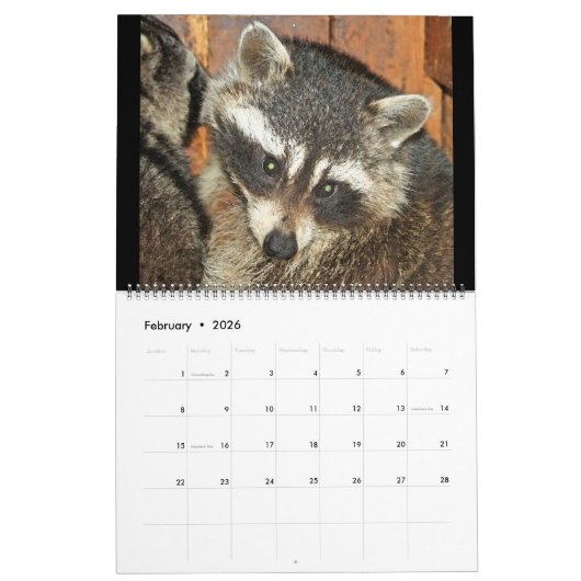 2020 Raccoons van Wilde Blue Yonder Wildlife Rescu Kalender (Feb 2026)