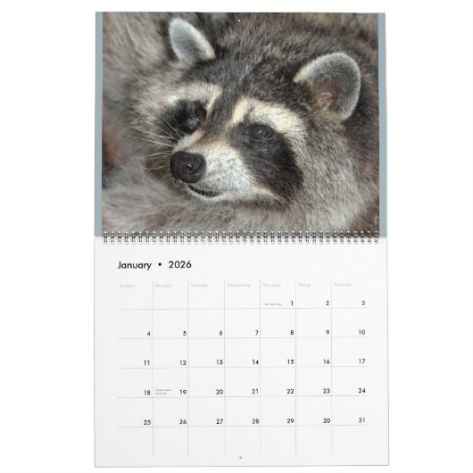 2020 Raccoons van Wilde Blue Yonder Wildlife Rescu Kalender (Jan 2026)