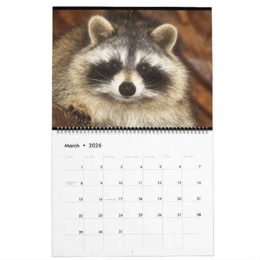 2020 Raccoons van Wilde Blue Yonder Wildlife Rescu Kalender (Mar 2026)