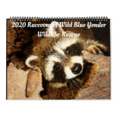 2020 Raccoons van Wilde Blue Yonder Wildlife Rescu Kalender (Hoes)